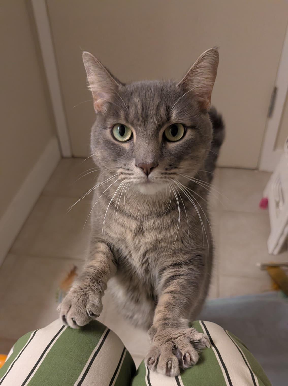 Coquette, a ADOPTABLE Domestic Short Hair in Seattle, WA image 1/6