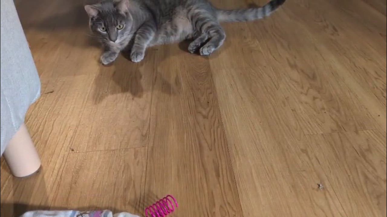 Enlarge Coquette, a ADOPTABLE Domestic Short Hair in Seattle, WA video 6/6