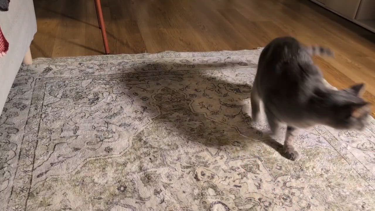 Enlarge Coquette, an adoptable Domestic Short Hair in Seattle, WA video 6/6