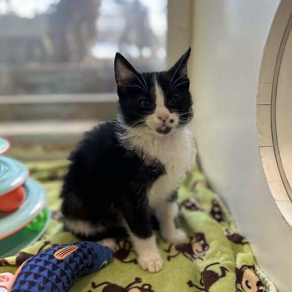 Enlarge Sam, an adopted Domestic Medium Hair in Truckee, CA image 2/2