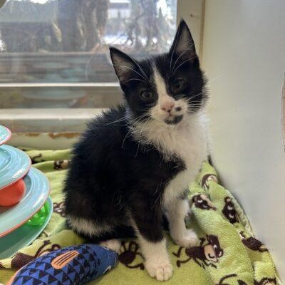 Sam, adopted, Kitten Female Domestic Medium Hair.