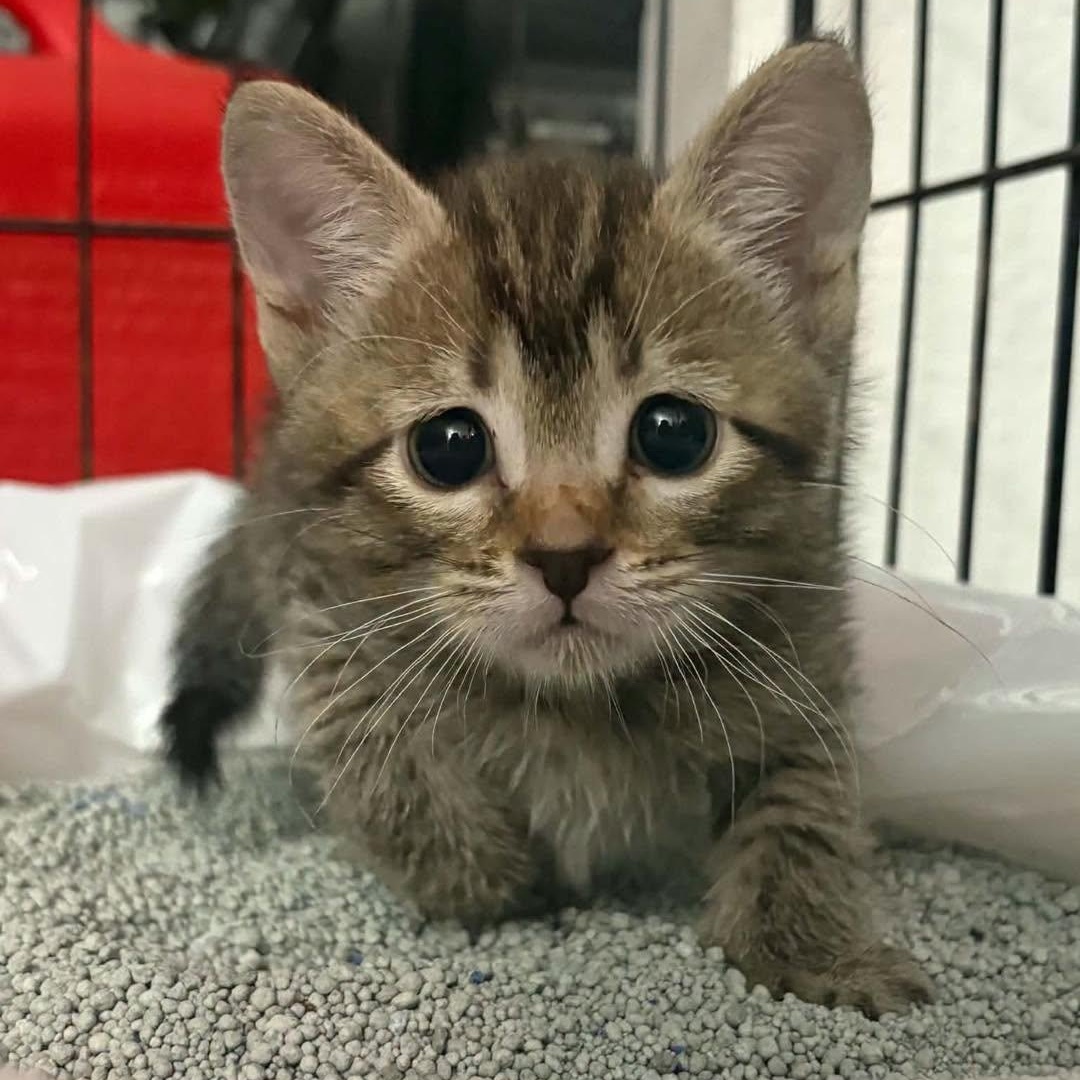Enlarge Smokey & Bandit, a Adoptable Domestic Short Hair in Mount Sterling, IL image 1/2