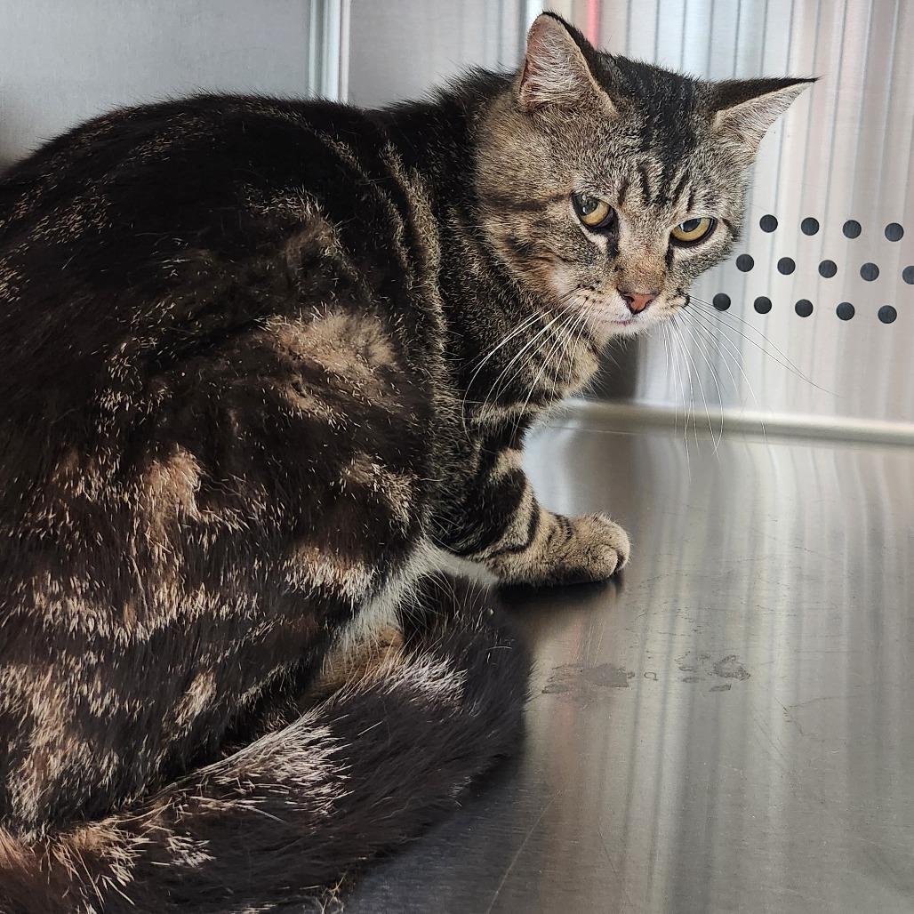 Barn cat, Adoptable, Adult Male Domestic Short Hair.
