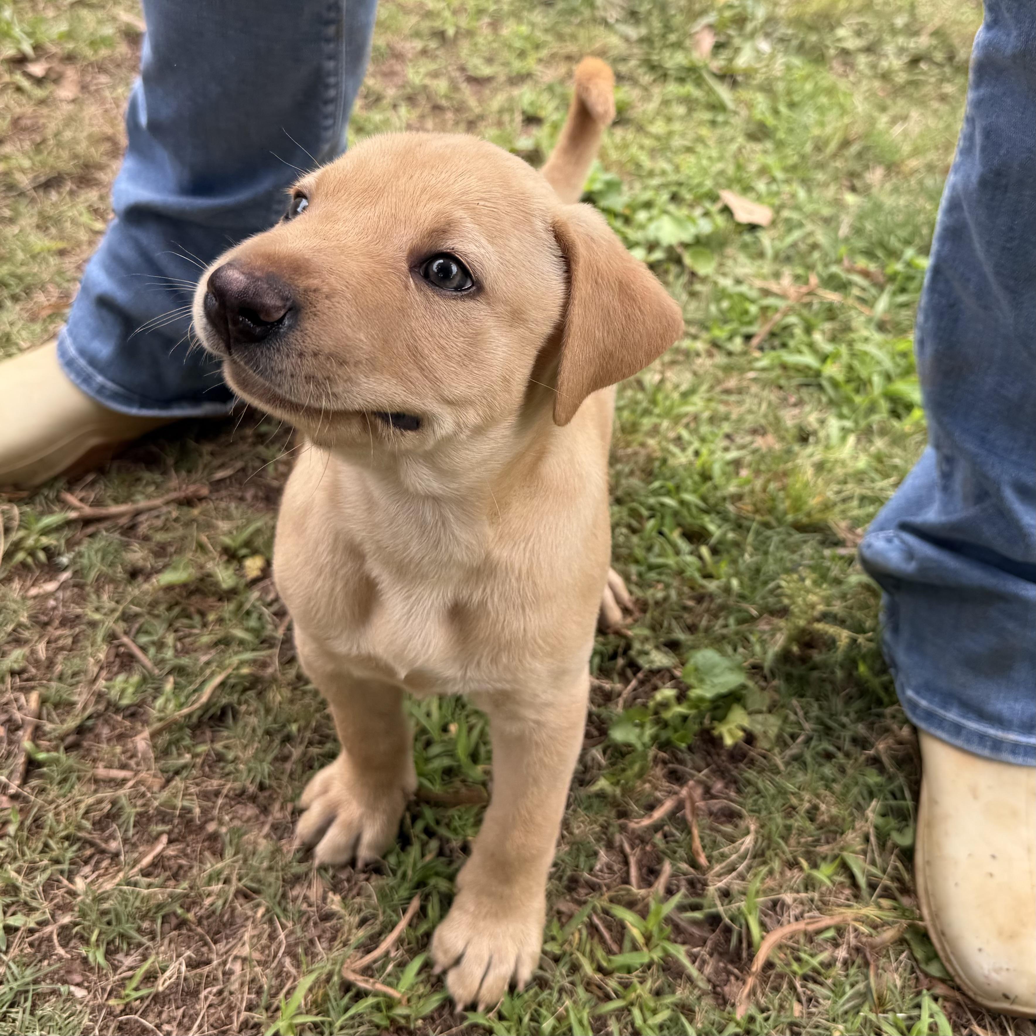 Finn, a ADOPTABLE mixed breed in Jackson, GA image 4/6
