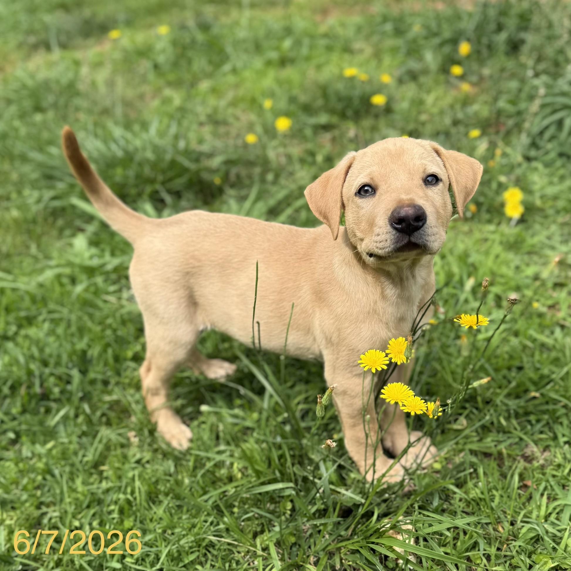 Finn, ADOPTABLE, Puppy Male Mixed Breed.