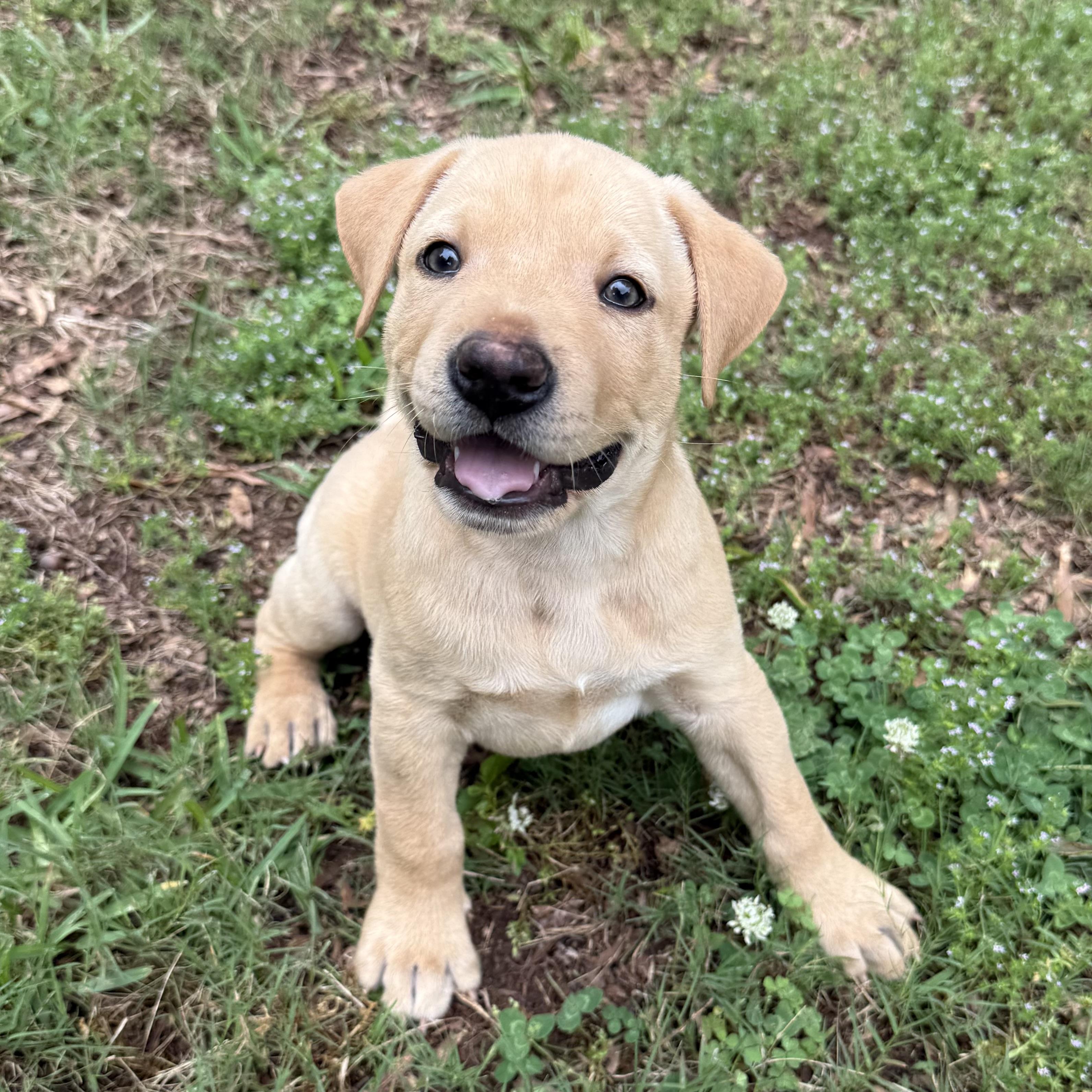Finn, a ADOPTABLE mixed breed in Jackson, GA image 6/6