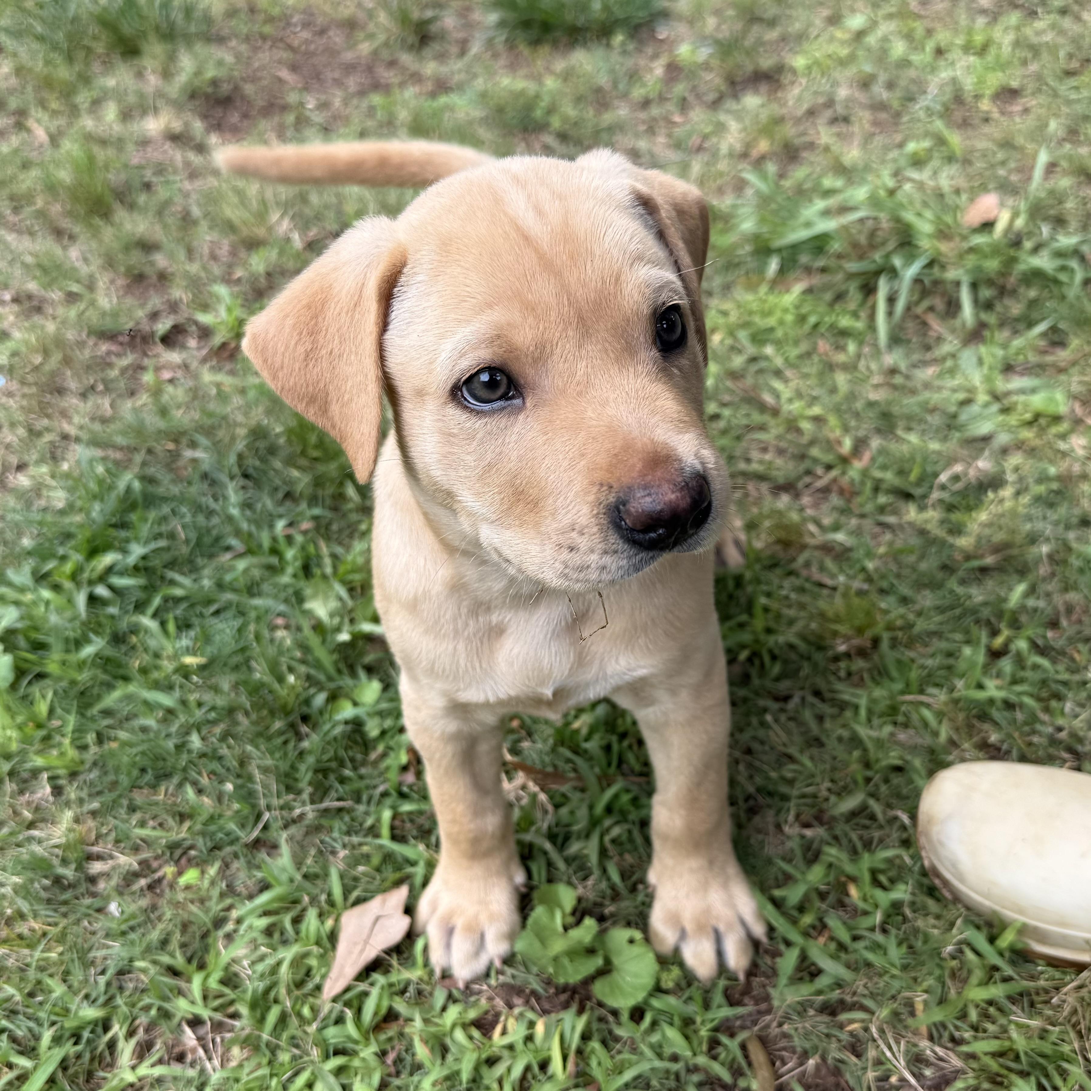 Finn, a ADOPTABLE mixed breed in Jackson, GA image 1/6