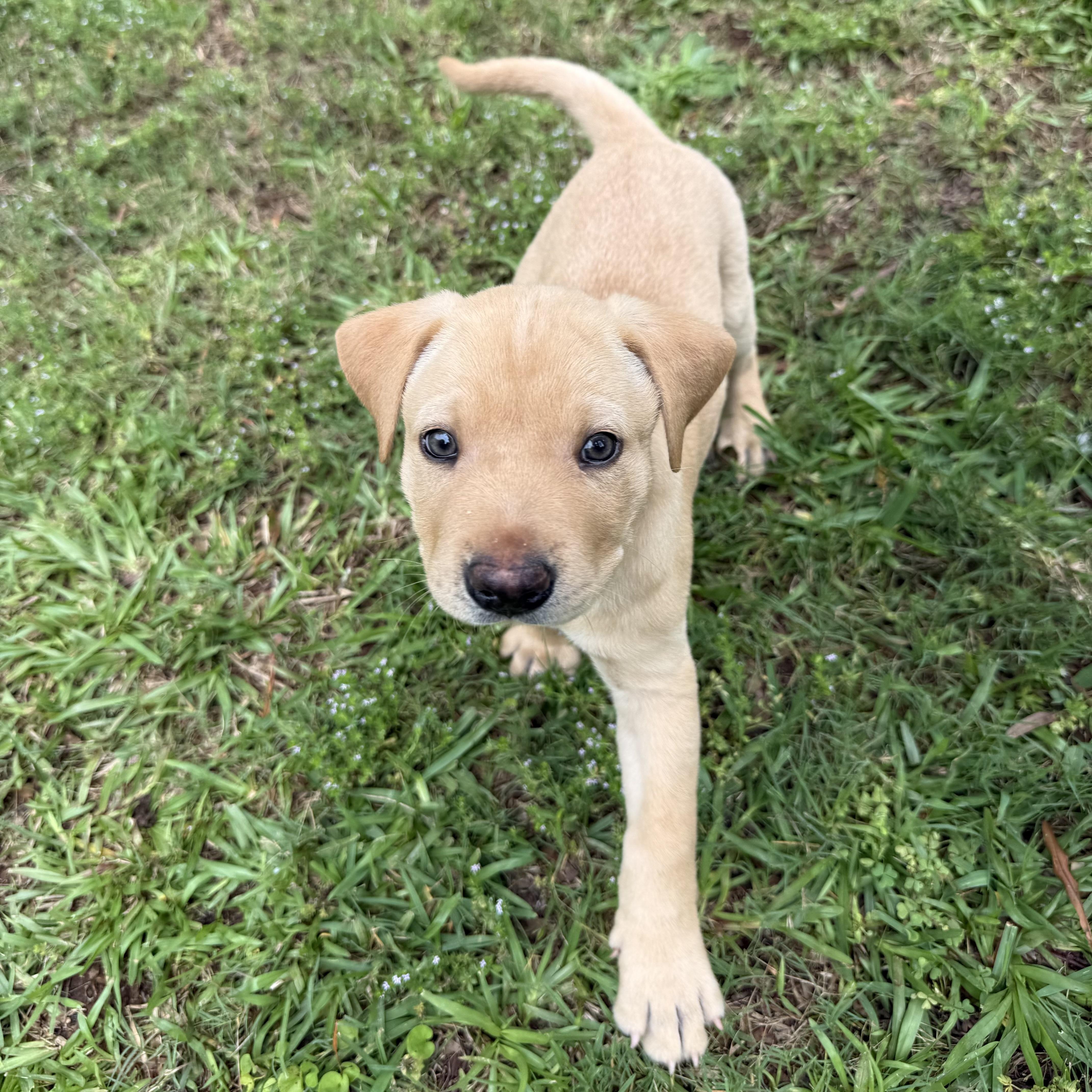 Finn, a ADOPTABLE mixed breed in Jackson, GA image 5/6