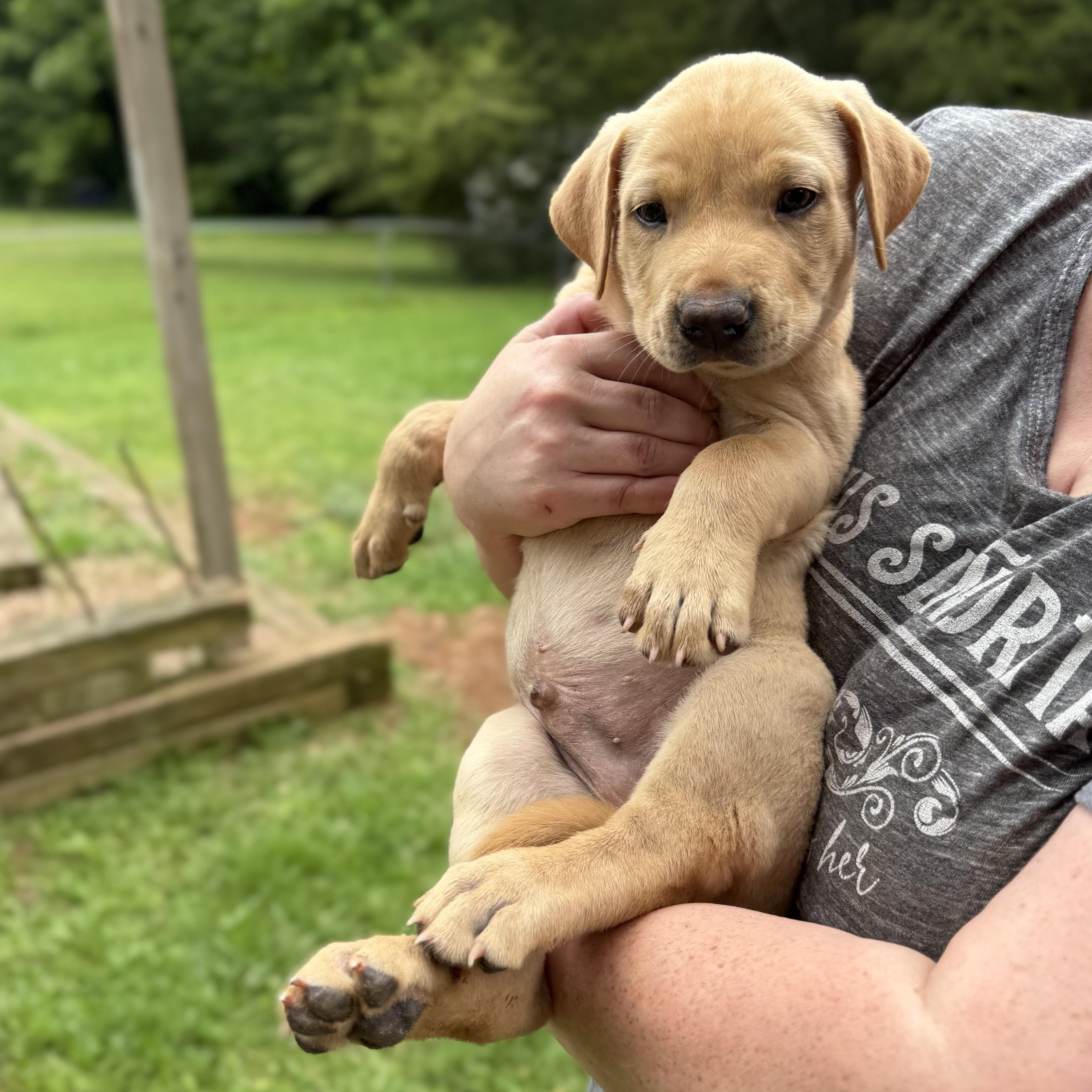 Finn, a ADOPTABLE mixed breed in Jackson, GA image 3/6