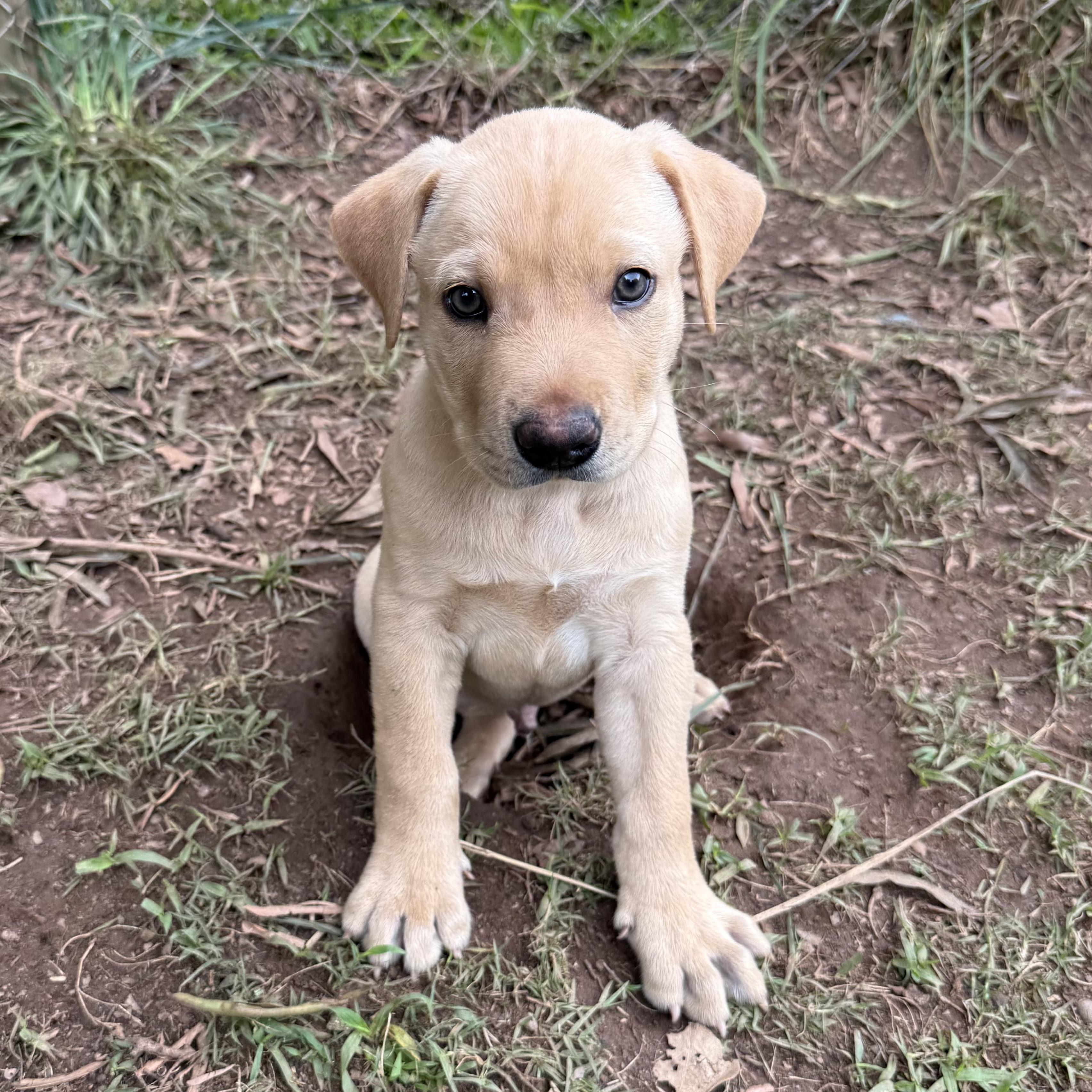 Finn, a ADOPTABLE mixed breed in Jackson, GA image 2/6