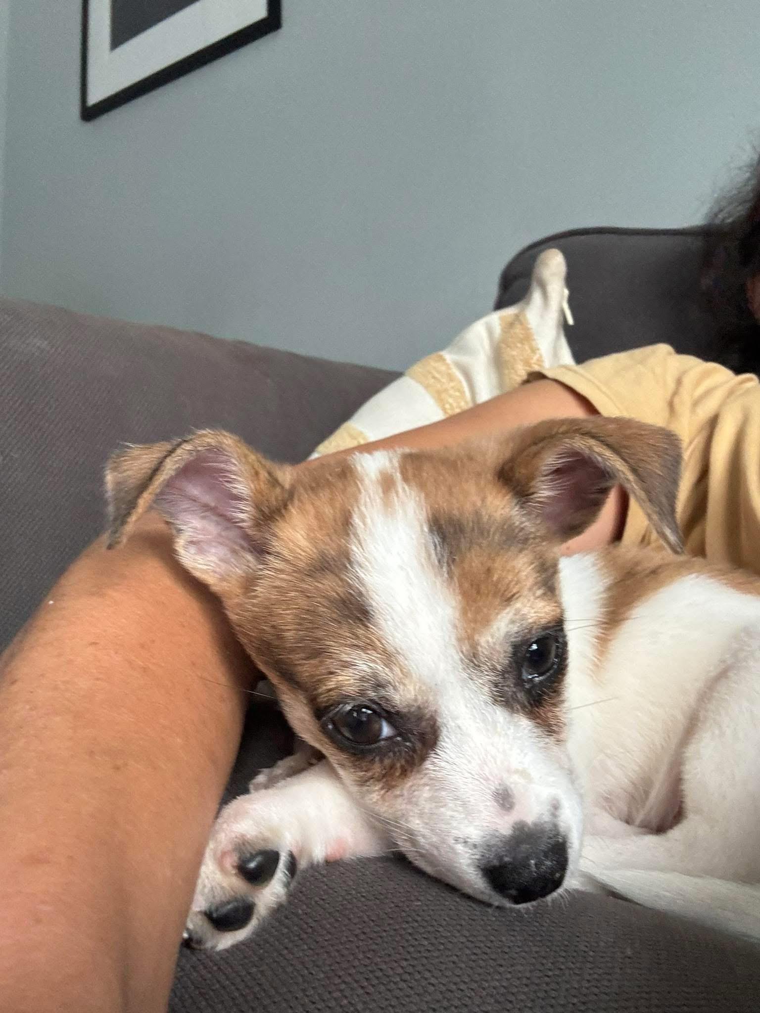 Knox, Adopted, Puppy Male Mixed Breed.