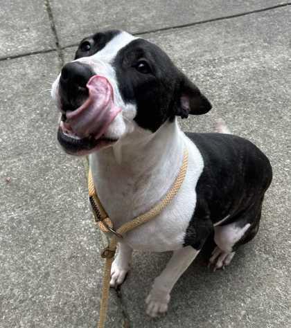 Wanda, Adoptable, Adult Female Pit Bull Terrier & Mixed Breed.