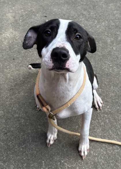 Wanda, a Adoptable mixed breed in New Albany, IN image 2/3