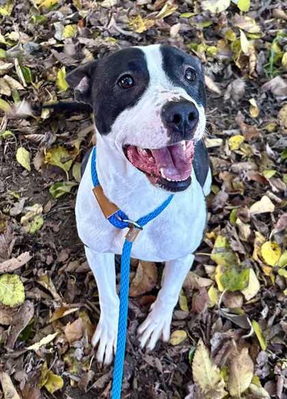 Wanda, a Adoptable mixed breed in New Albany, IN image 3/3