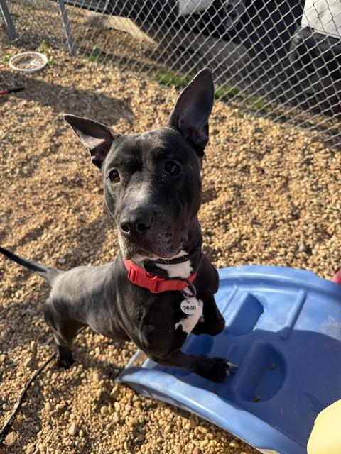 TATIANA, Adoptable, Adult Female Pit Bull Terrier.