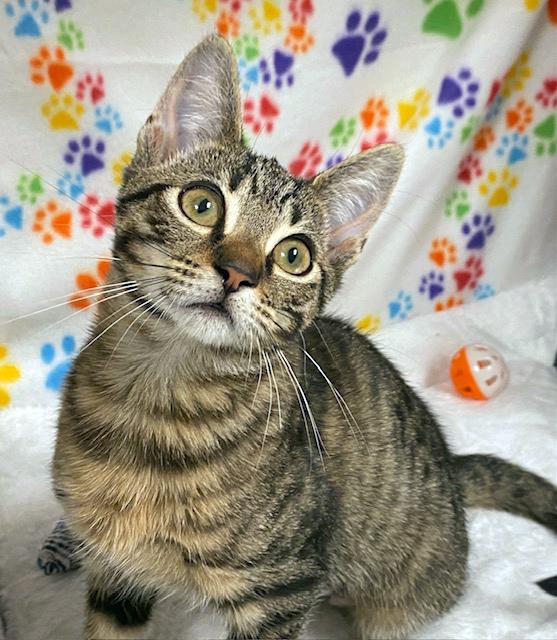 Mary Jane, a ADOPTABLE mixed breed in Lake Monroe, FL image 6/6