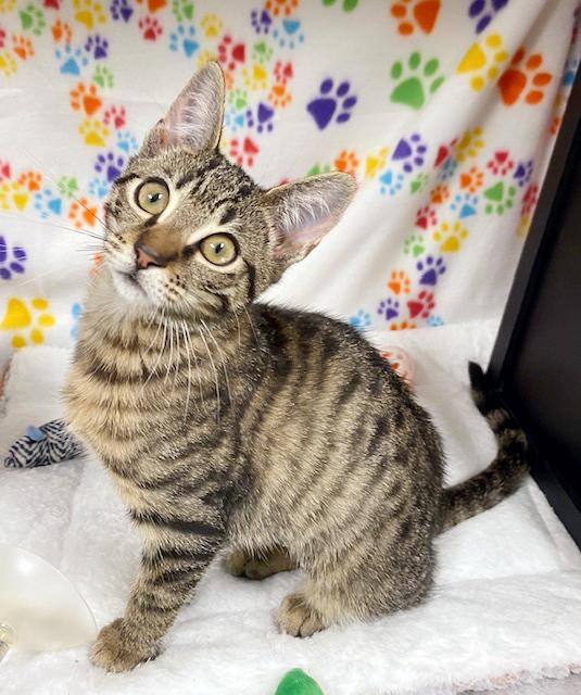 Mary Jane, a ADOPTABLE mixed breed in Lake Monroe, FL image 2/6