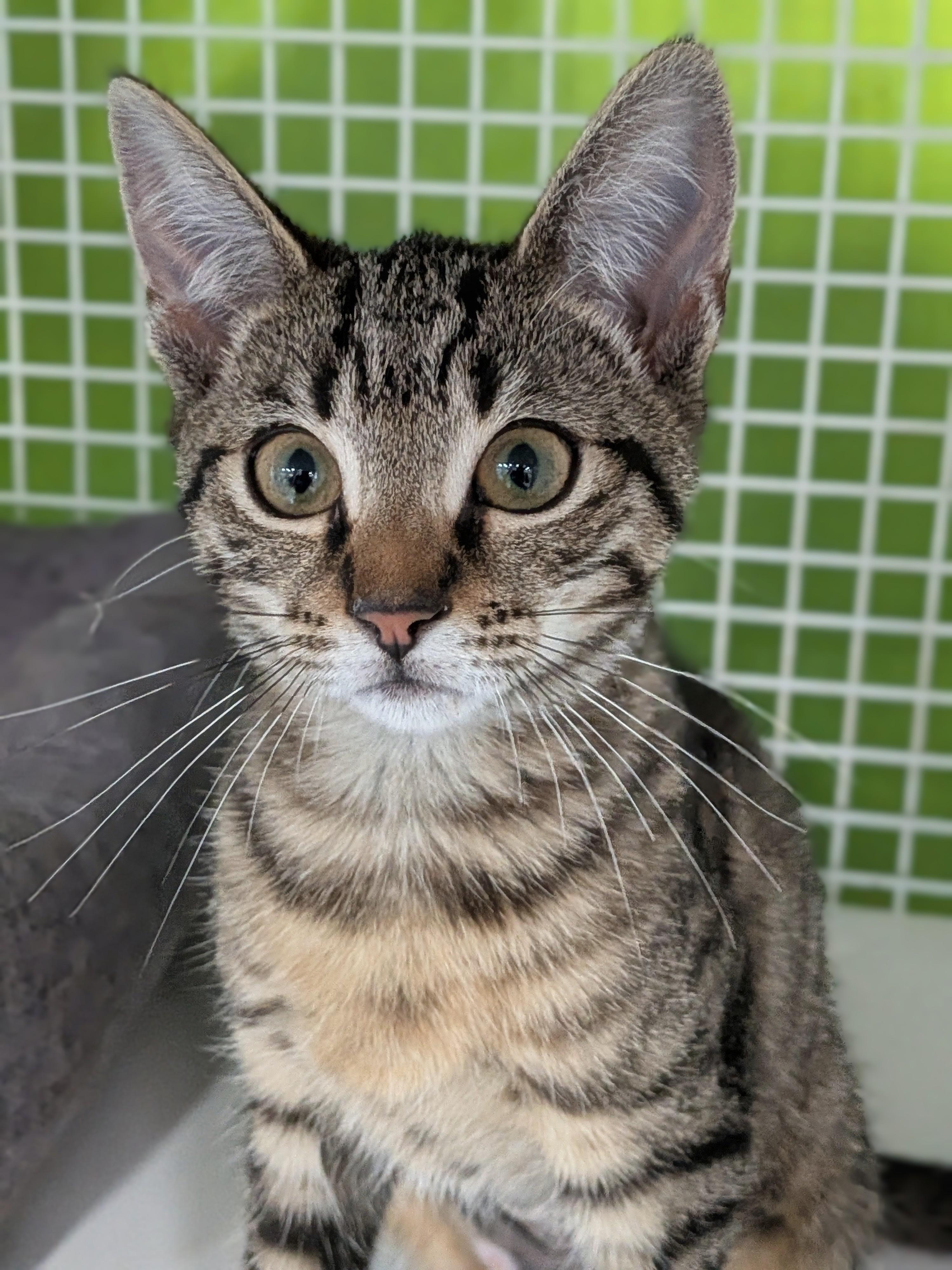 Mary Jane, a ADOPTABLE mixed breed in Lake Monroe, FL image 1/6