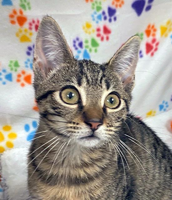 Mary Jane, a ADOPTABLE mixed breed in Lake Monroe, FL image 3/6