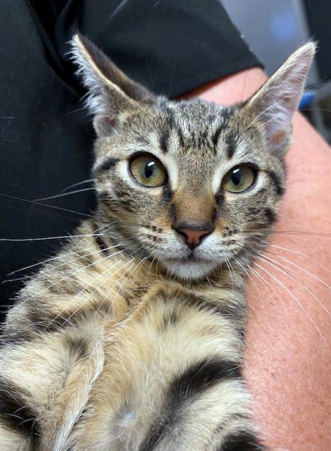 Mary Jane, a ADOPTABLE mixed breed in Lake Monroe, FL image 5/6