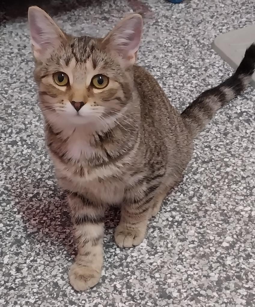 Aubree * IN FOSTER *