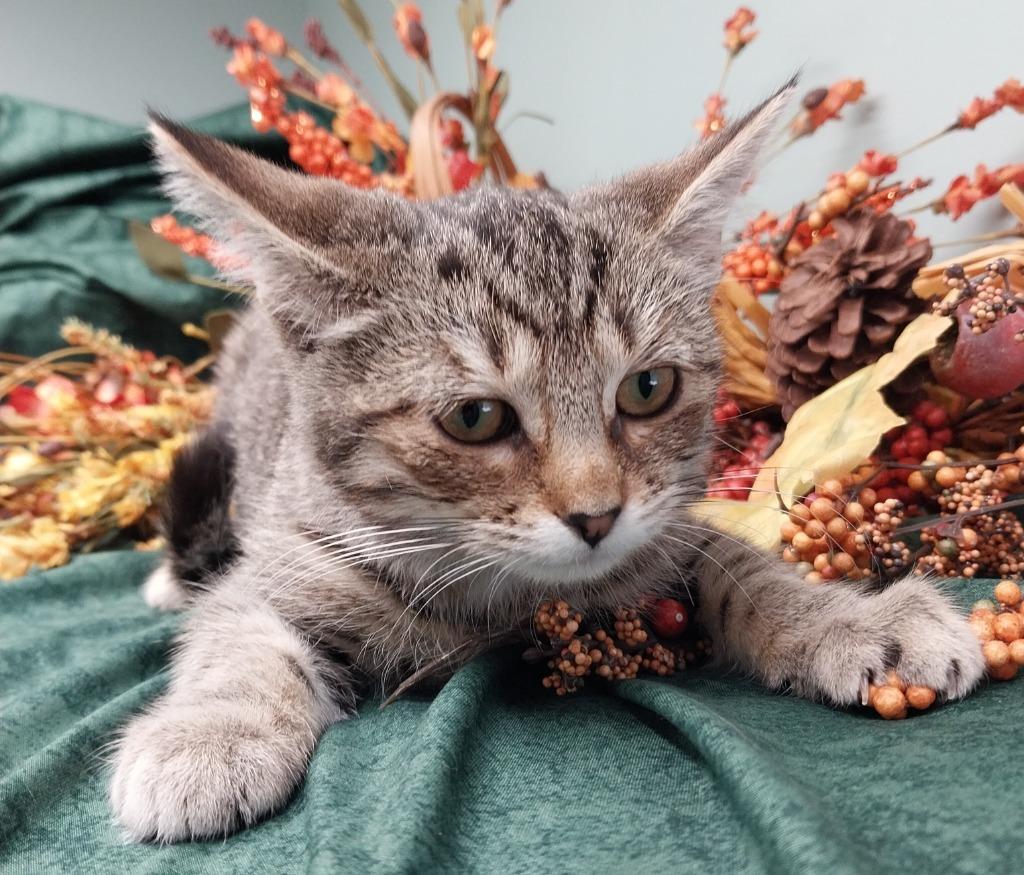 Aubree * IN FOSTER * — thumbnail 2