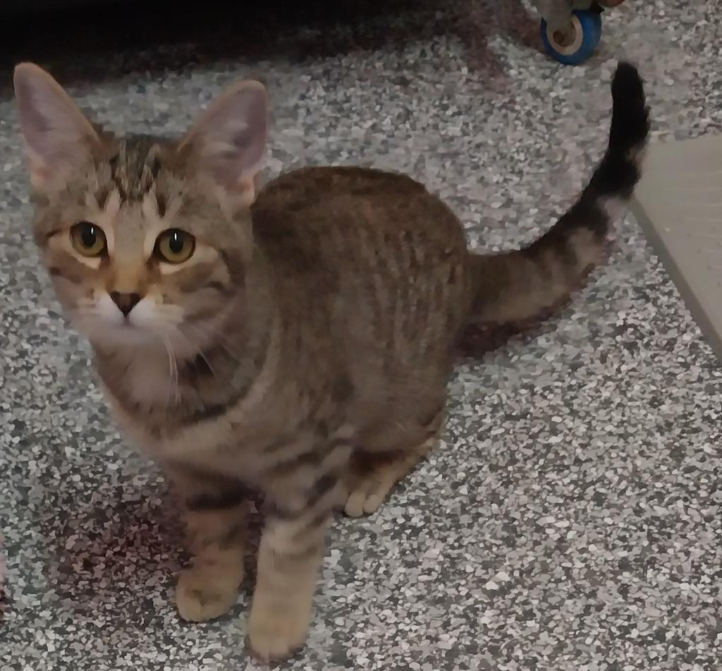 Aubree * IN FOSTER * — thumbnail 3