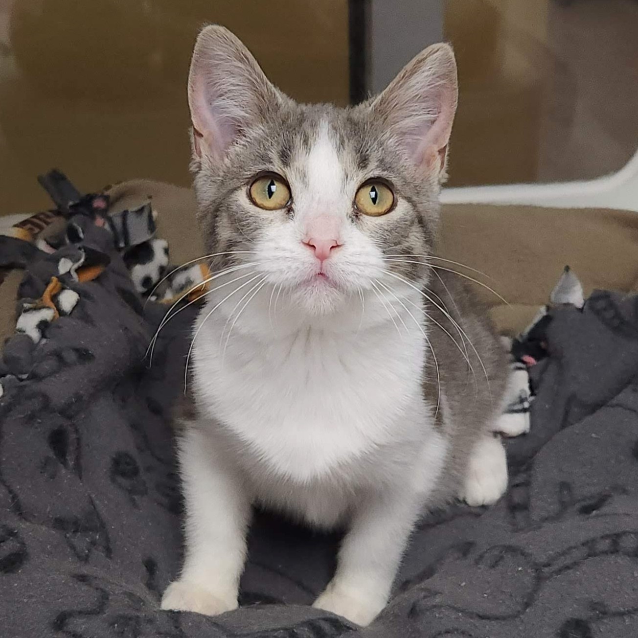 Cat for adoption Hazel, a Domestic Short Hair in Marshfield, WI