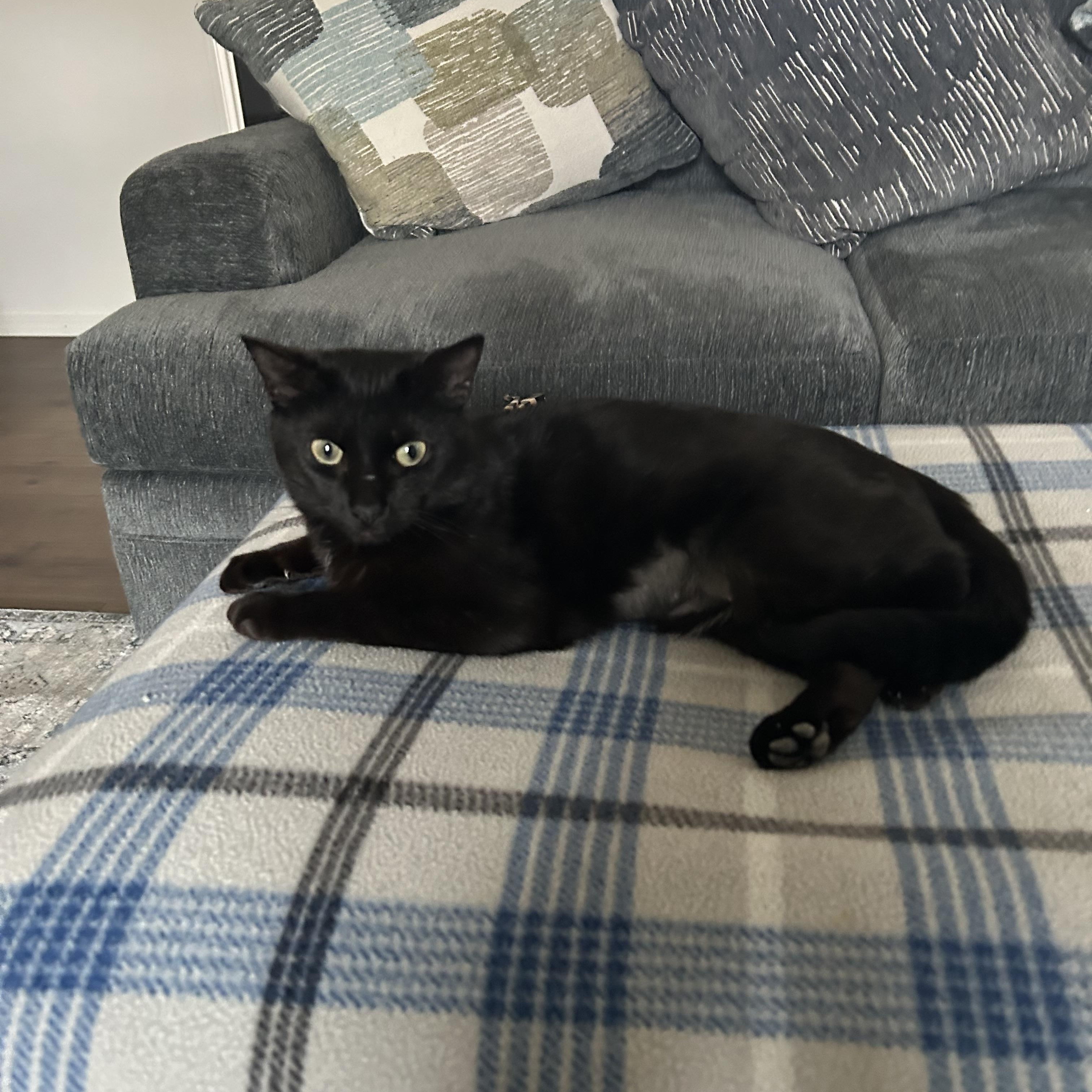 Enlarge Mochi, an adopted Domestic Short Hair in DeWitt, NY image 1/2