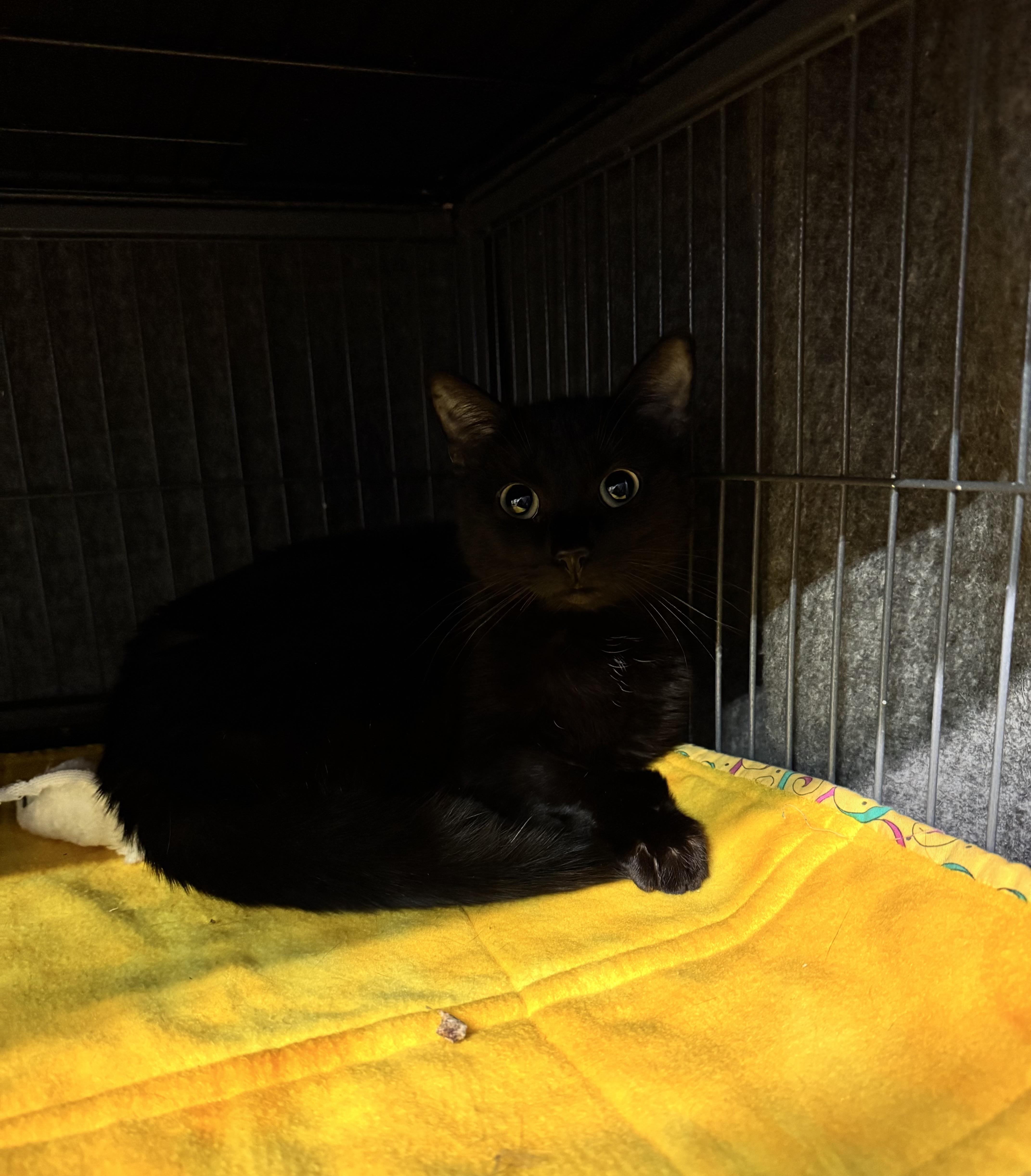 Enlarge Mochi, an adopted Domestic Short Hair in DeWitt, NY image 2/2