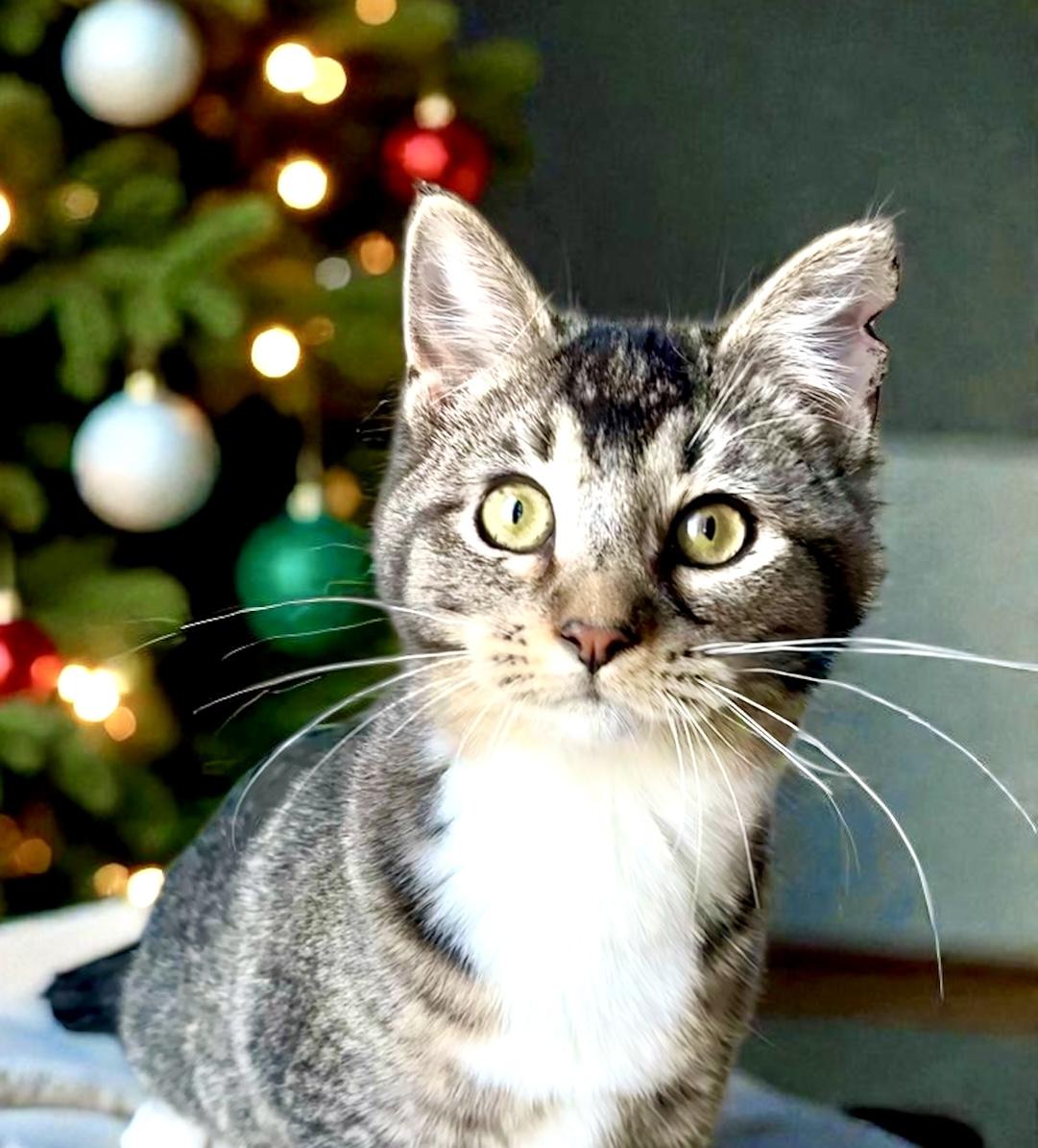 Boogie KITTEN, Adoptable, Kitten Male Domestic Short Hair.