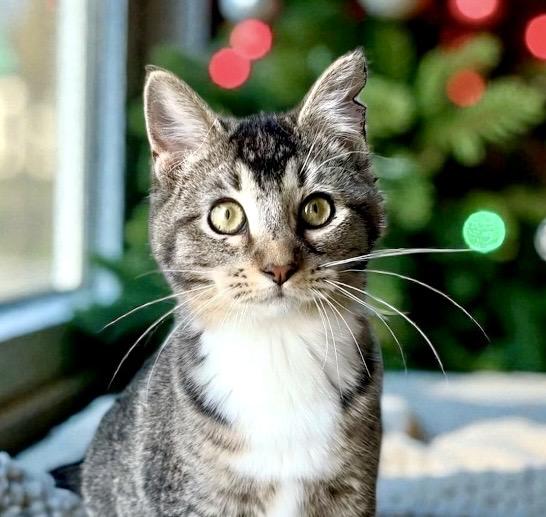 Enlarge Boogie KITTEN, a Adoptable Domestic Short Hair in Perry, IA image 4/6