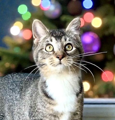 Enlarge Boogie KITTEN, a Adoptable Domestic Short Hair in Perry, IA image 5/6