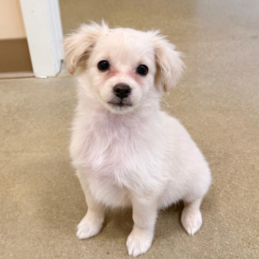 Gemini, Adoptable, Puppy Female Terrier.