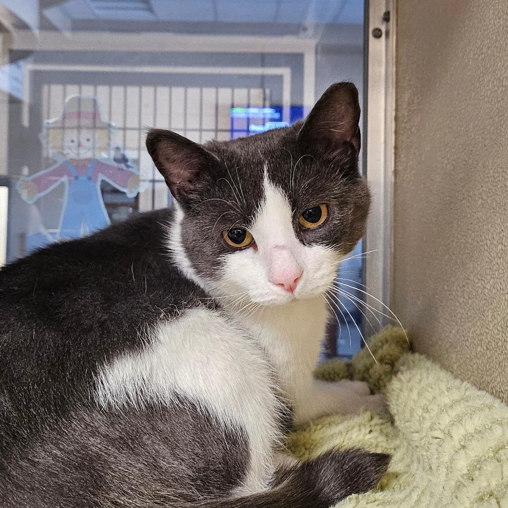 Eliza, Adoptable, Adult Female Domestic Short Hair.