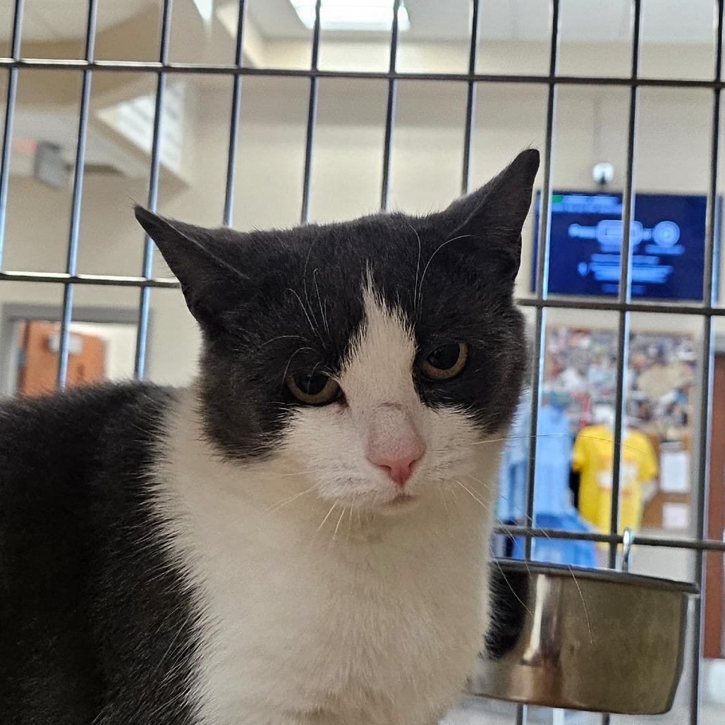 Enlarge Eliza, a Adoptable Domestic Short Hair in Chatham, VA image 2/5