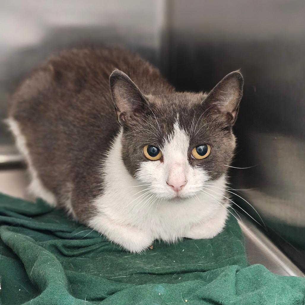 Enlarge Eliza, a Adoptable Domestic Short Hair in Chatham, VA image 3/5