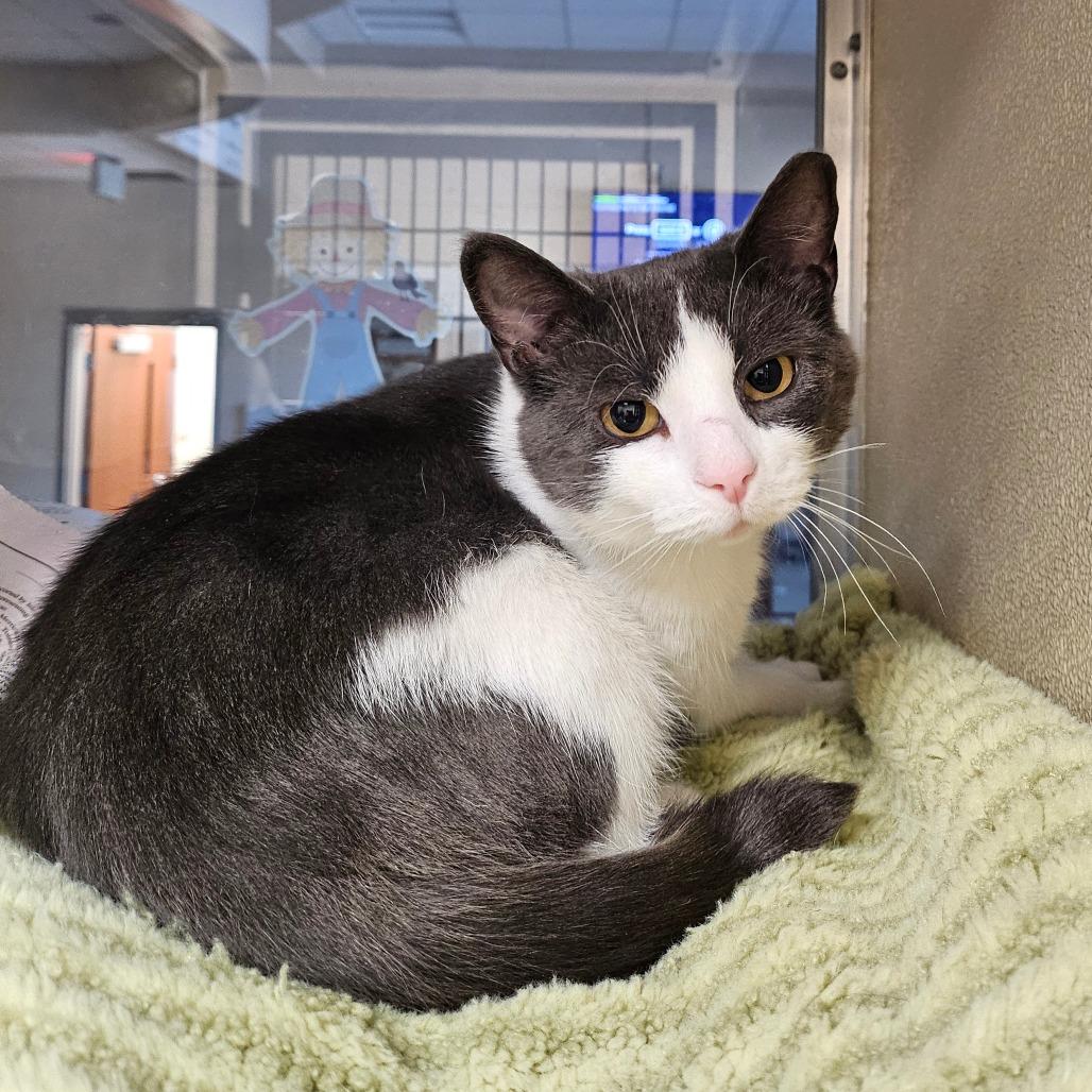 Enlarge Eliza, a Adoptable Domestic Short Hair in Chatham, VA image 4/5