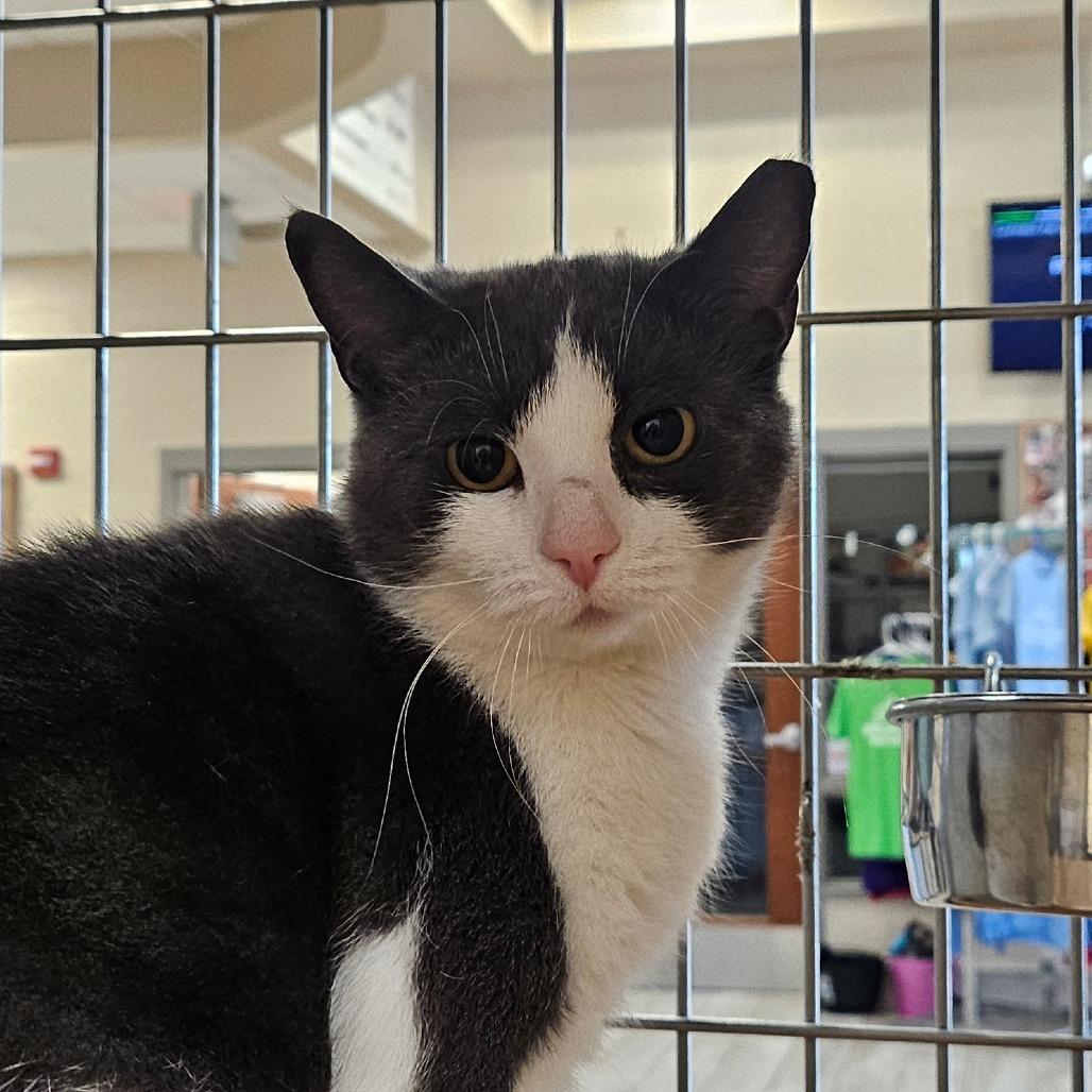 Enlarge Eliza, a Adoptable Domestic Short Hair in Chatham, VA image 5/5