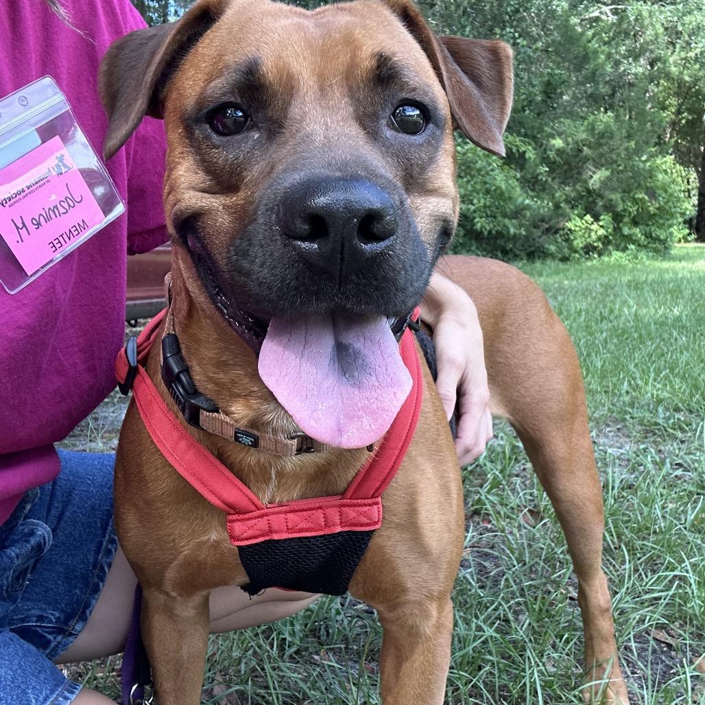 Rosalita, a Adoptable Mixed Breed in Gainesville, FL image 1/6