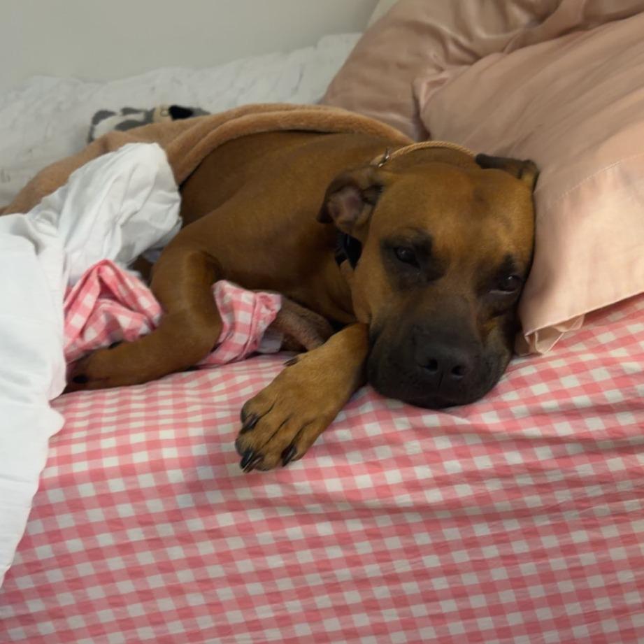 Rosalita, a Adoptable Mixed Breed in Gainesville, FL image 2/6