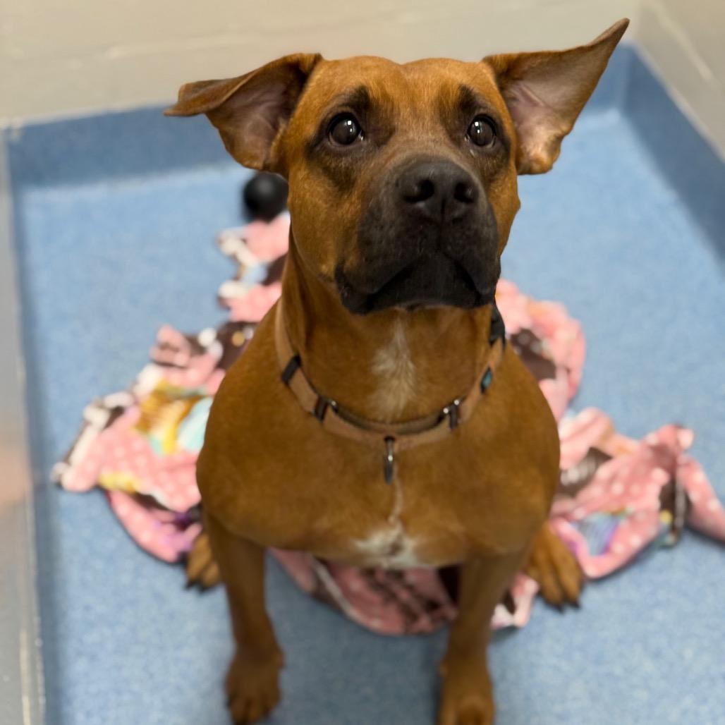 Rosalita, a Adoptable Mixed Breed in Gainesville, FL image 2/6