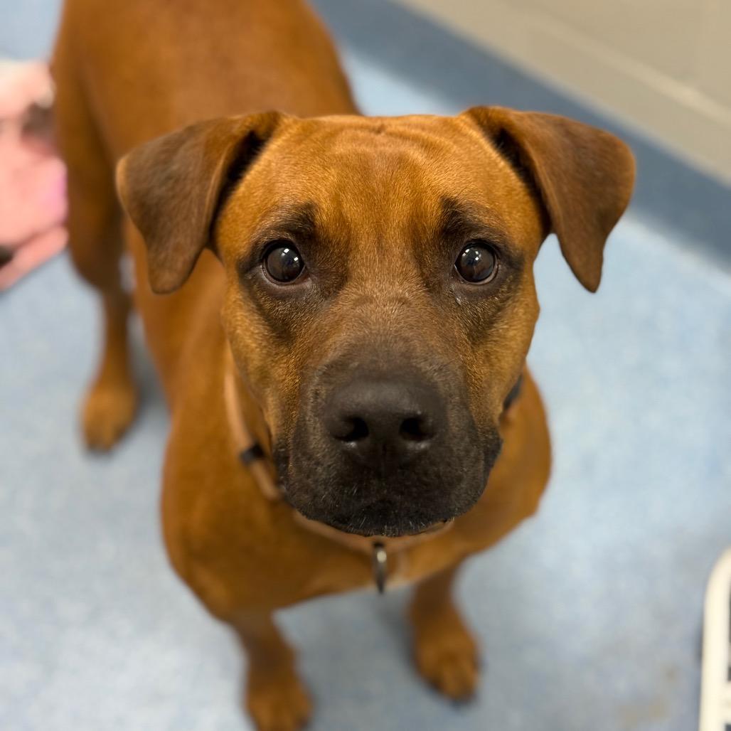 Rosalita, a Adoptable Mixed Breed in Gainesville, FL image 3/6