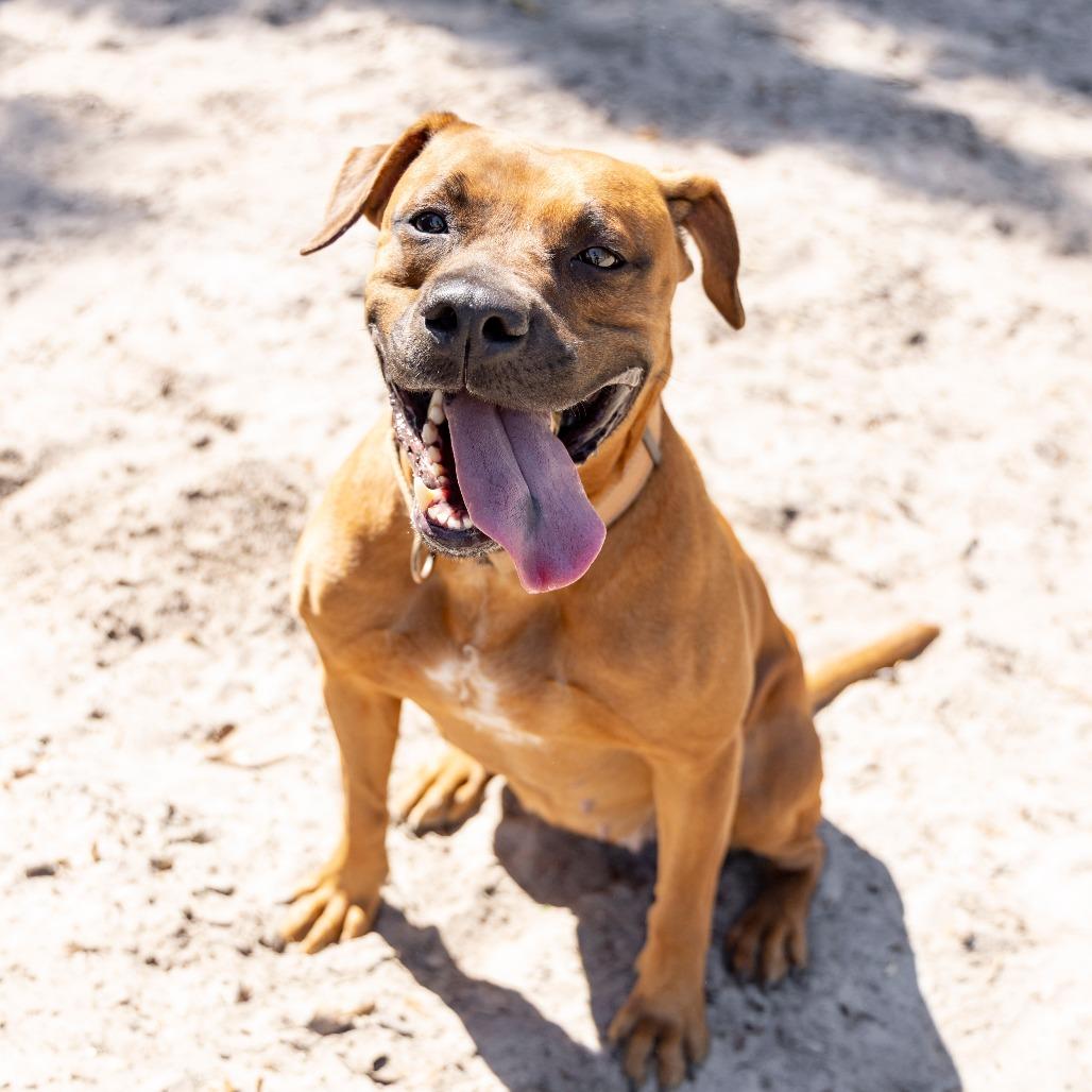 Rosalita, a Adoptable Mixed Breed in Gainesville, FL image 4/6