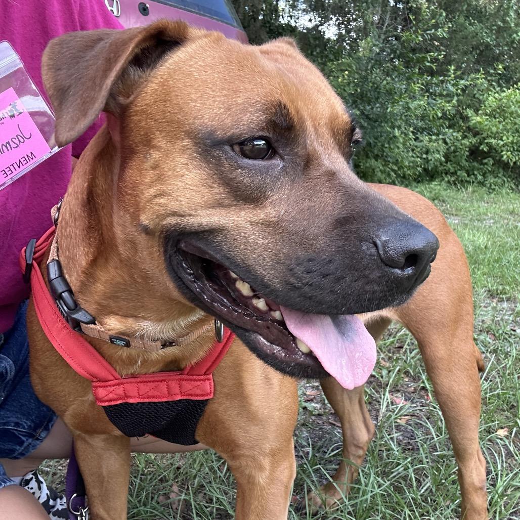 Rosalita, a Adoptable Mixed Breed in Gainesville, FL image 5/6