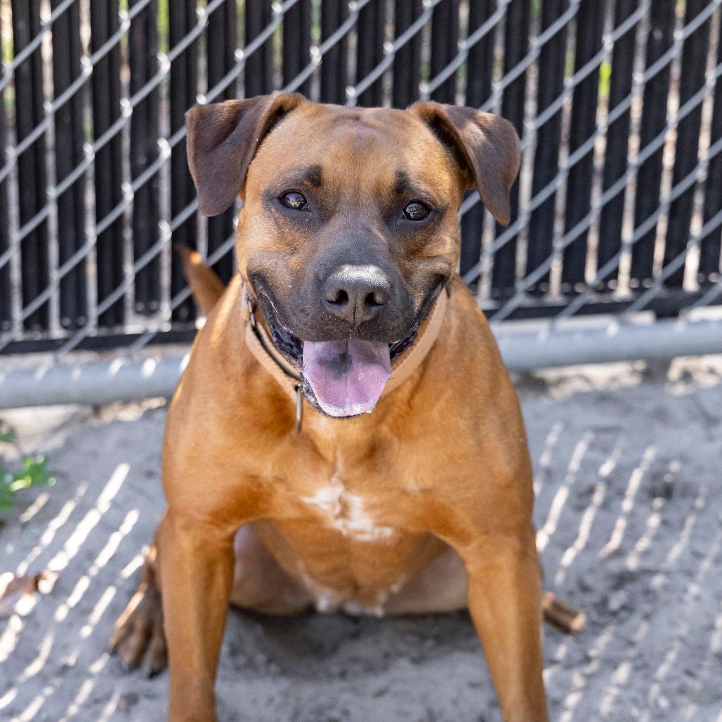 Rosalita, a Adoptable Mixed Breed in Gainesville, FL image 6/6