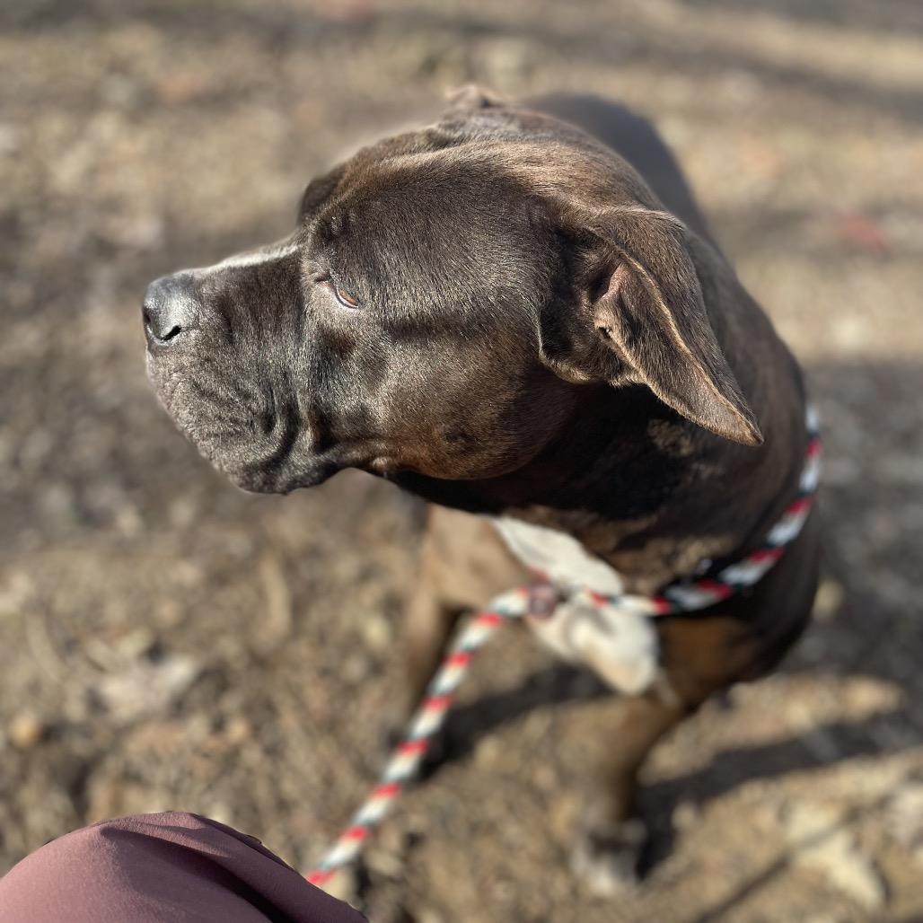 Enlarge Stella, a Adoptable Mixed Breed in Edwardsville, IL image 4/6