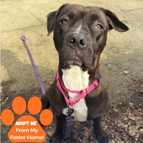 Enlarge Stella, a Adoptable Mixed Breed in Edwardsville, IL image 5/6