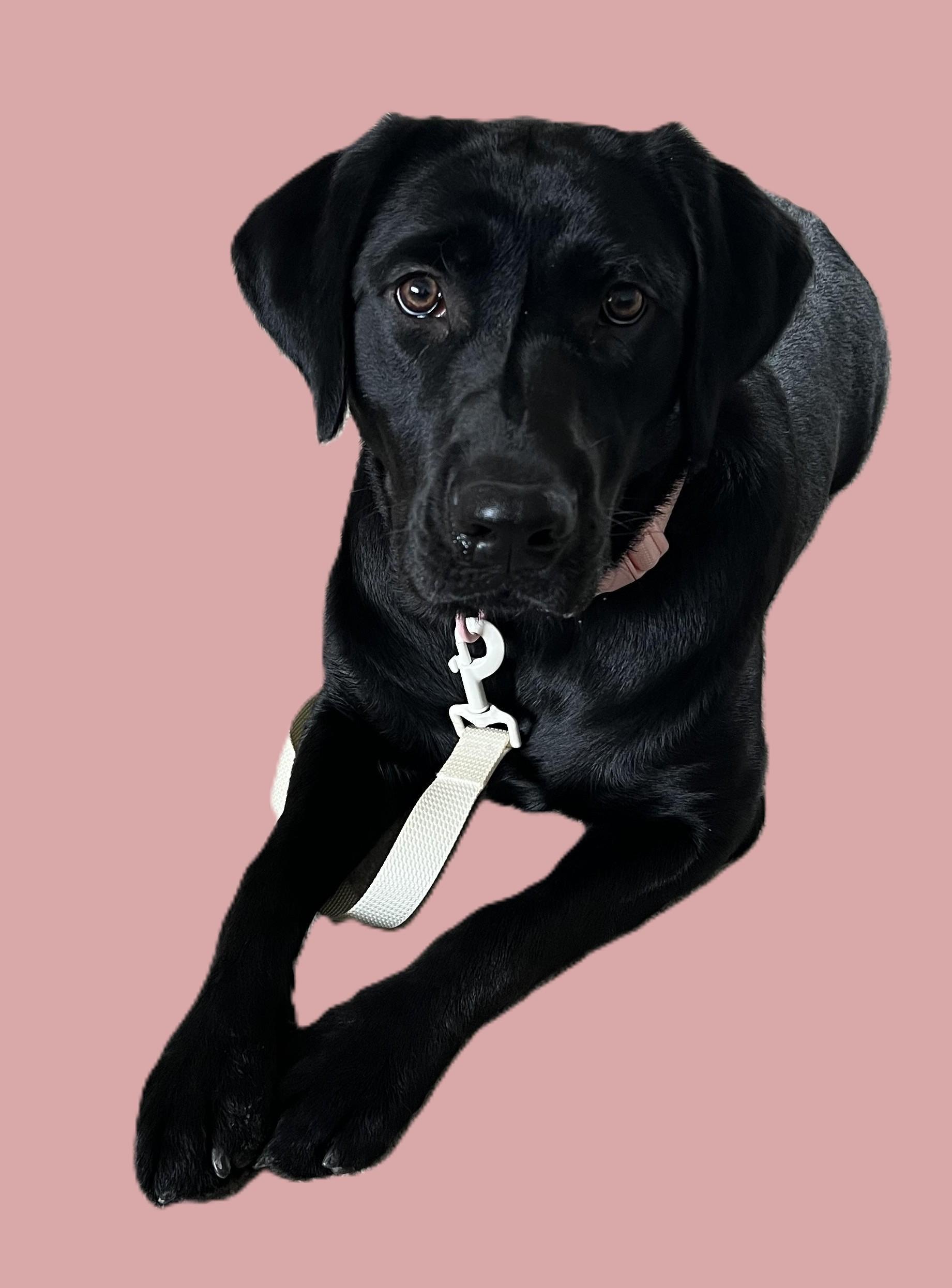 Bella, a Adoptable Black Labrador Retriever in Pasco, WA image 1/3