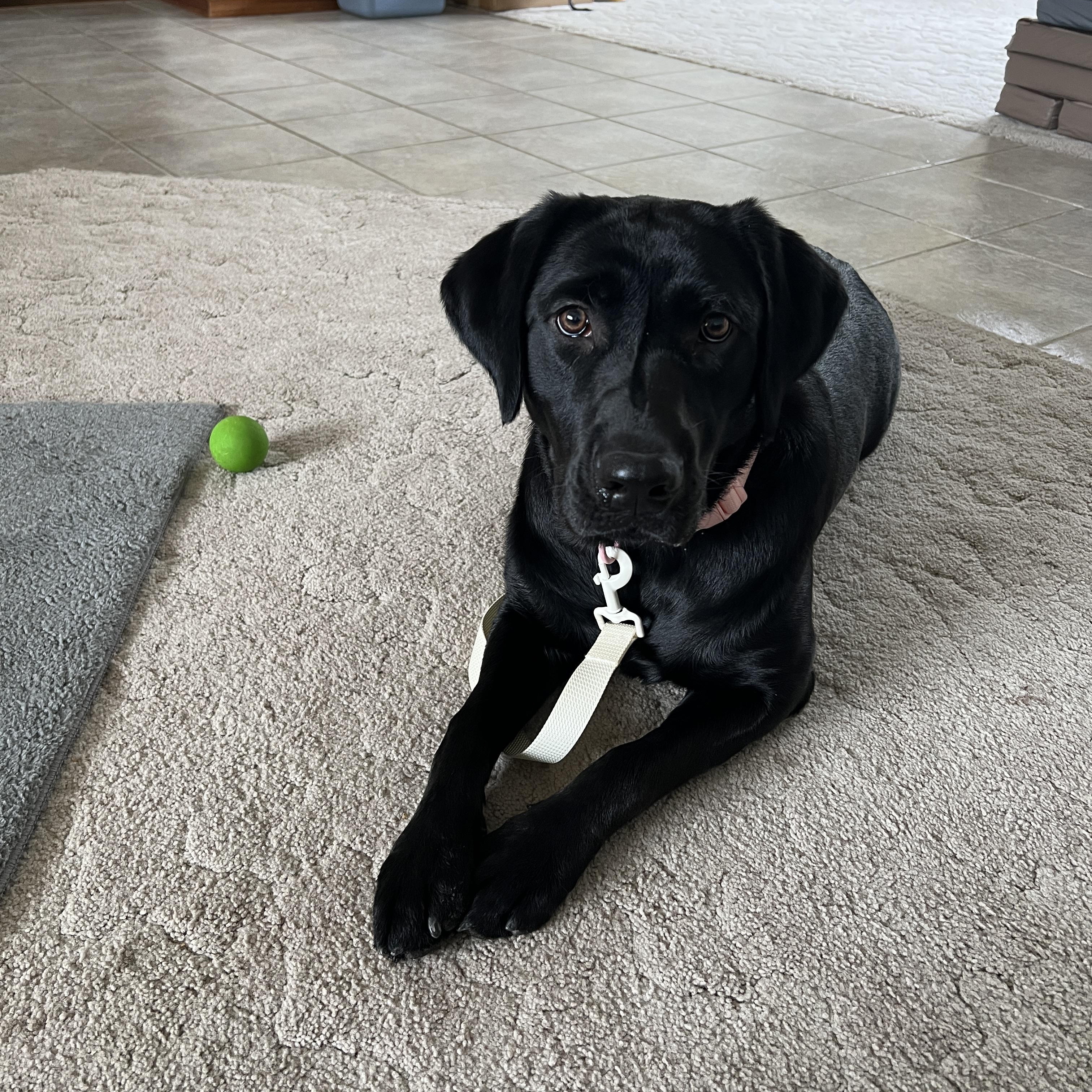 Enlarge Bella, a Adoptable Black Labrador Retriever in Pasco, WA image 2/2